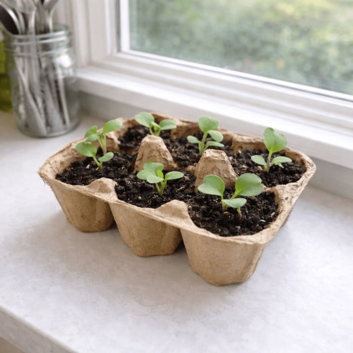 Radish Seed Ball Kit for Kids – DIY Gardening Activity & Nature Craft