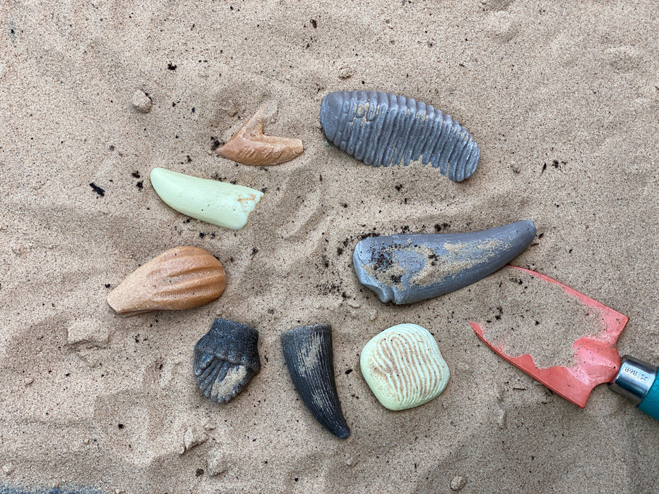 Prehistoric Teeth Stones – Sensory Fossils Made from Stones