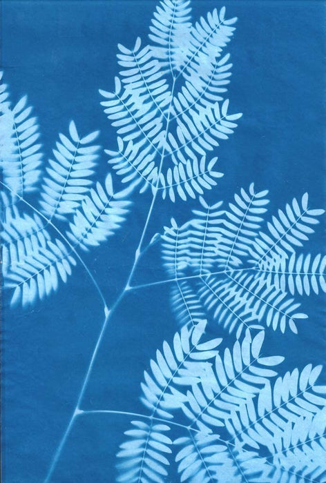 Sunprint Kit - Sun Printing Craft Kit - Cyanotype Paper Nature  - Small