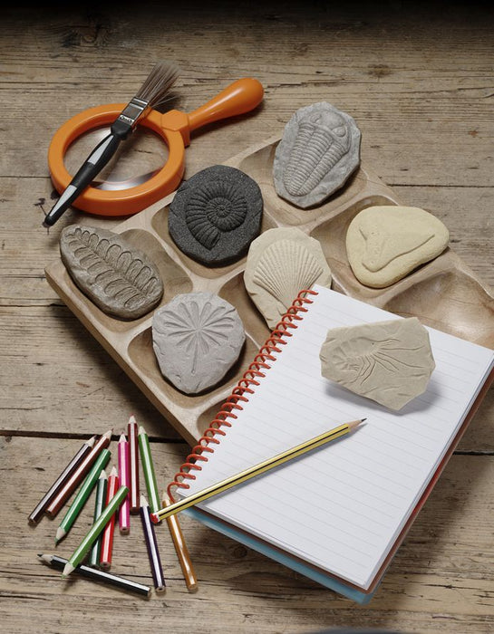 Fossil Stones - Outdoor or Indoor Stamping and rubbing stones